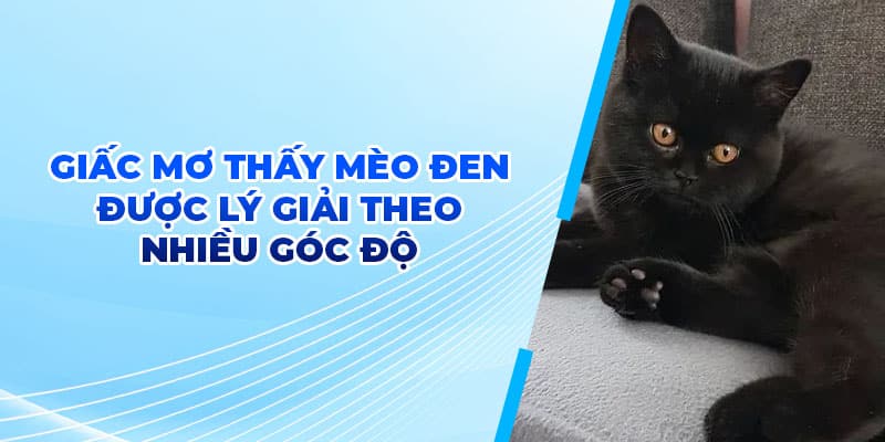 Mơ Thấy Mèo Đen - Cùng RR88 Vén Màn Bí Ẩn Đằng Sau Giấc Mộng 3 Giấc mơ thấy mèo đen được lý giải theo nhiều góc độ