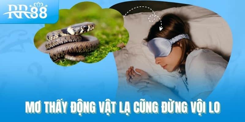 Giải Mã 10 Giấc Mơ Gợi Mở Lộc Trời Trong Lô Đề RR88 4 Mơ thấy động vật lạ cũng đừng vội lo
